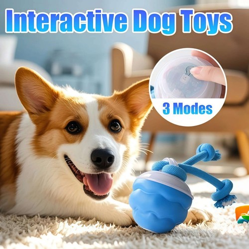 Chase buddy dog - dog, boredom