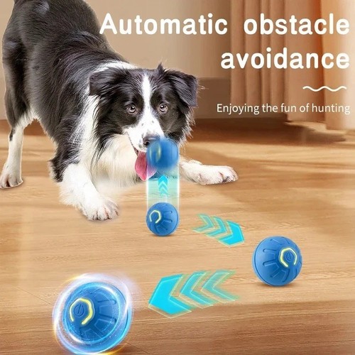 Smart dog puppy bouncing - dog,